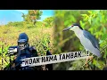 Download Lagu BERBURU BURUNG KOAK RAKSASA‼️
