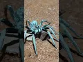 Travel Zooplanet 🕷 #zootravel #animals #zoo #shortsvideo #shorts #zooplanet