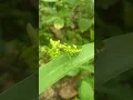 Download Lagu belalang sembah.geleng geleng kepala😂 congcorang