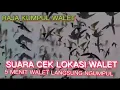 Download Lagu suara walet cek lokasi 5 menit walet seperti tawon
