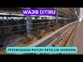 Download Lagu Wajib Ditiru! Inilah Peternakan Burung Puyuh Modern Dengan Hasil Jutaan Ton Pertahun