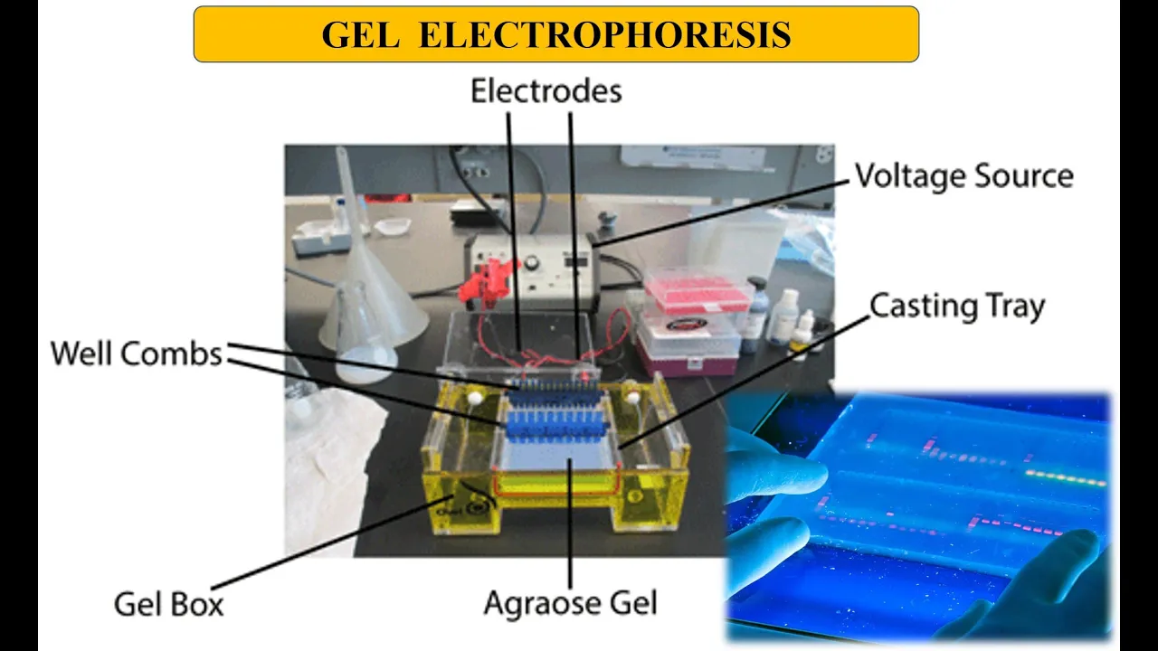 Gel Electrophoresis