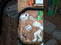 Dinosaur Sensory Play for Kids Free Printable Fossil Dig for Tuff Tray