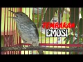 Download Lagu Siri siri gacor full isian pancing lawan emosi
