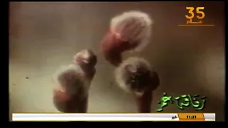 النجع   لولا الماء ما كان كائن حي دندنها