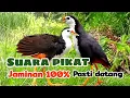Lagu SUARA PIKAT RUAK-RUAK SUPER AMPUH TERBUKTI LANGSUNG DATANG 
