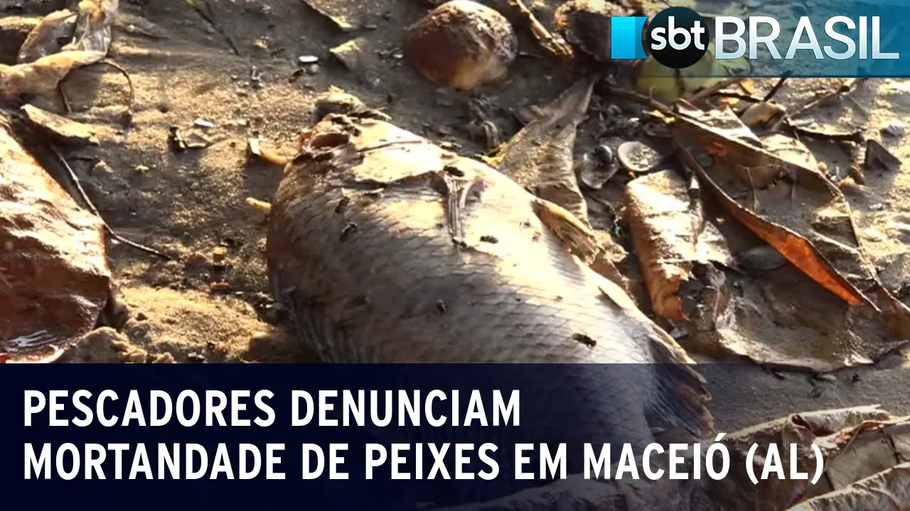 Pescadores denunciam mortandade de peixes onde poço da Braskem desmoronou | SBT Brasil (09/01/24)