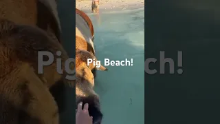 Pig Beach! #pigs #beach #sailing #shorts