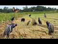 Lagu Traditional Bird Trap || Watercock Bird Catch || Easy And Effective Trap || #The_Bird_Kingdom