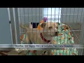 Horrible Hundred puppy mill list includes two area breeders
