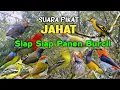 Download Lagu Siap Siap Panen Burung Kecil Pakai Suara Pikat Ini 💯% Ampuh