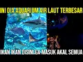 Download Lagu INI DIA AQUARIUM AIR LAUT TERBESAR IKAN IKAN DISINI GA MASUK AKAL SEMUA #AudreyA #KINGOFTHEJUNGLE