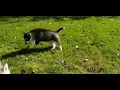 Shepherd Husky Puppies Sale in Buffalo MN