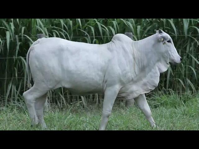 Novilha Nelore LCCF - 2040