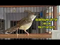 Download Lagu ciblek semi gacor, cukup beberapa detik ciblek semi muda jadi ikut bunyi