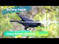 Download Lagu Masteran Suara Burung Gagak | Kicau Burung mp3