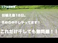 Download Lagu バリバリに乾かす⁉︎〜「にこまる」も早めの中干し