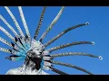 Legends of the Chichimeca Mexico Unexplained Episode 235