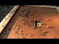 Download Lagu Small hive beetle disaster.  They are over running my hives!