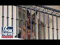 DEADLY WEAPON Biden s dog bit staff nearly 30 times