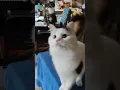 Download Lagu Catventures of Peeper \u0026 Bakkie