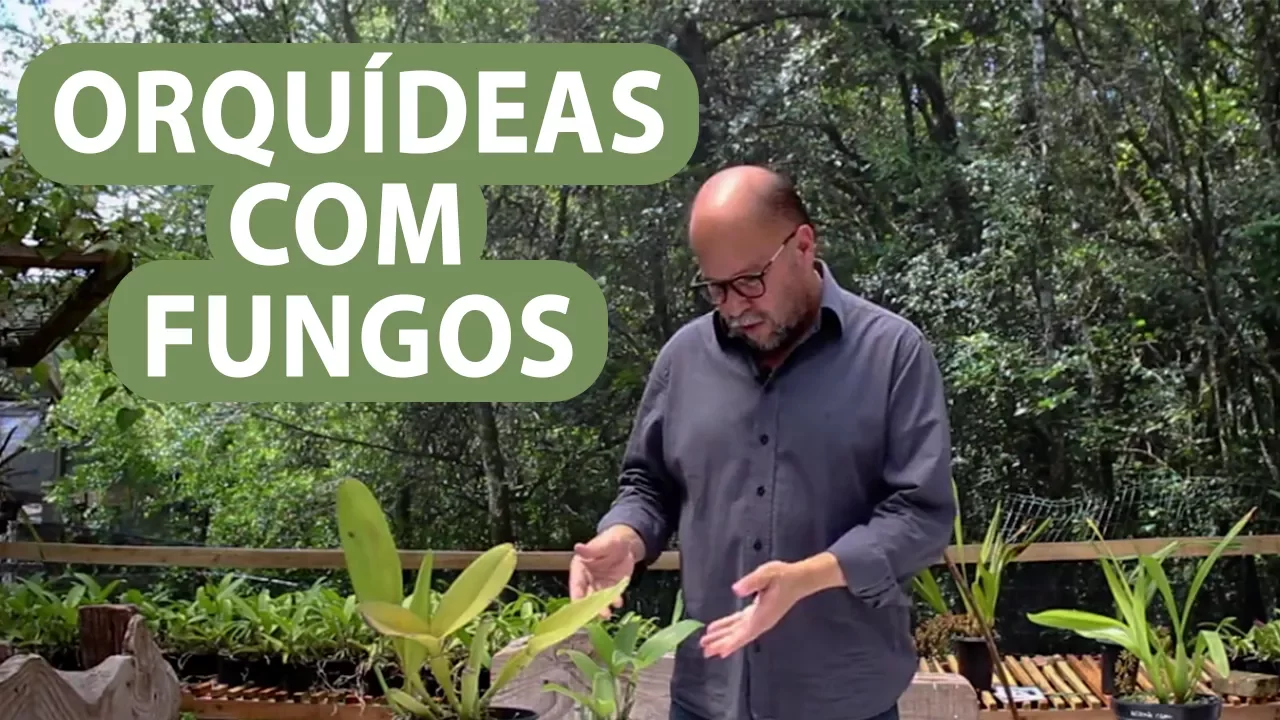 ORQUIDEAS COM FUNGOS COMO CUIDAR
