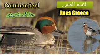 صوت الحذف الشتوي Anas Crecca Common Teel Sound 