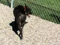 Bambi- Pit Bull Terrier