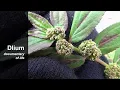 Asthma plant (Euphorbia hirta) - part 1