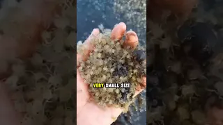 You Won T Believe These Are Baby Crabs 