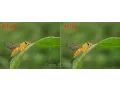 Tutorial Picsay Pro 3 2016 How to BLUR Background with Picsay Pro For Android