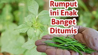 Gak Nyangka Banget Rumput ini Enak Ditumis