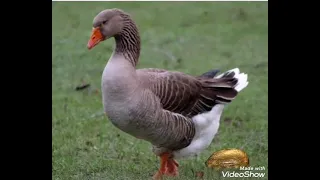 قصيدة جميلة وطريفه بعنوان الوزه عزه للشاعر محمود عبد الصبور 