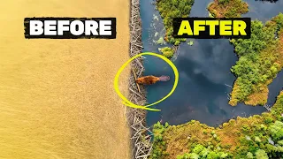 We Let Beavers Transform an Old Farm