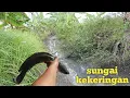 Download Lagu Padahal sudah di cari orang tapi masih banyak ikan gabus nya | mencari ikan di sungai kekeringan