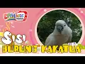 Download Lagu Sisi - Burung Kakatua (Official Kids Video)