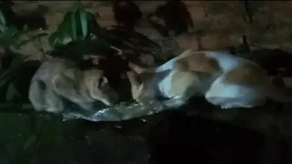 একটু খাবারের খোঁজে!
