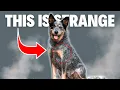 6 Weird Blue Heeler Behaviors Explained