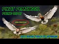 Download Lagu Pikat  pemangil  burung blekok paling cepat MP3