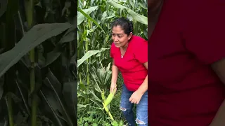 Si la vida nos elotes