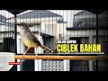 Download Lagu Burung Ciblek SEMI Gacor NGEBREN Untuk Pancingan Ciblek dan MASTERAN BURUNG Kesayangan Anda