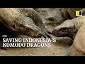 Endangered Komodo dragons bred at Indonesia s Surabaya Zoo could help save species