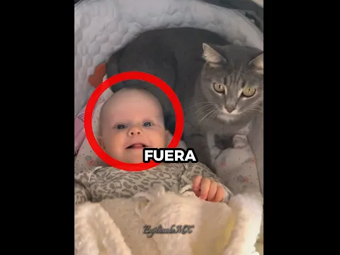 Los mejores amigos😍🐈 #youtubeshorts