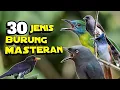 Download Lagu Burung Masteran Terbaik, 30 Jenis Burung Masteran Terbaik, Lengkap dengan harganya