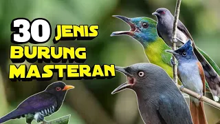 burung masteran terbaik 30 jenis burung masteran terbaik lengkap dengan harganya