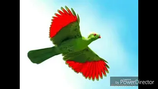 Oromo Music Abdi Ibrahim Shimbirro Barartu 