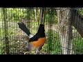 Download Lagu Kicauan murai batu kepala putih: Cara mudah melatih suara dan isian di waktu pagi.