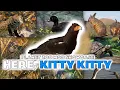 HERE KITTY KITTY 30 New Species Planet Zoo Mod Showcase