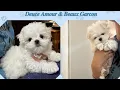 Introducing my 2 new Maltese pups