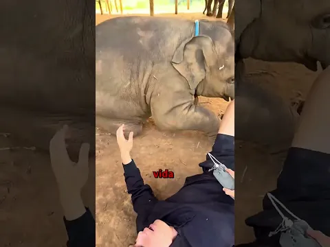 Una madre elefante cayó agotada intentando salvar a su cría #elefante #rescate #animals #shorts